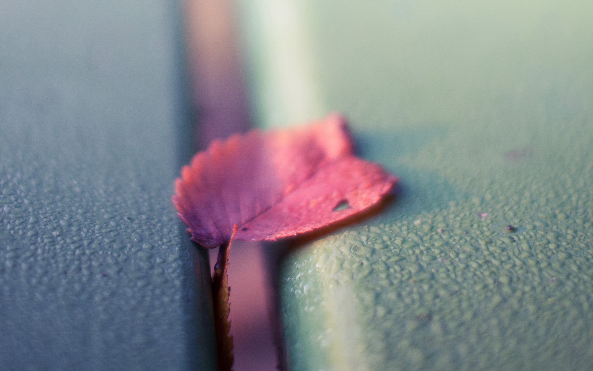 创意,设计,绿色,静物,儿童桌面专用