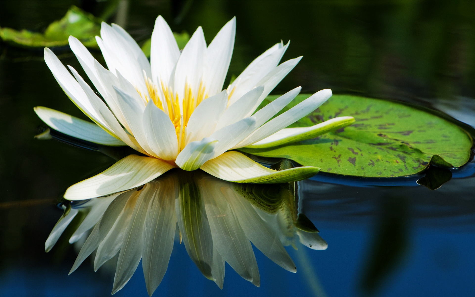 小清新,植物,花卉,娇艳欲滴,儿童桌面专用