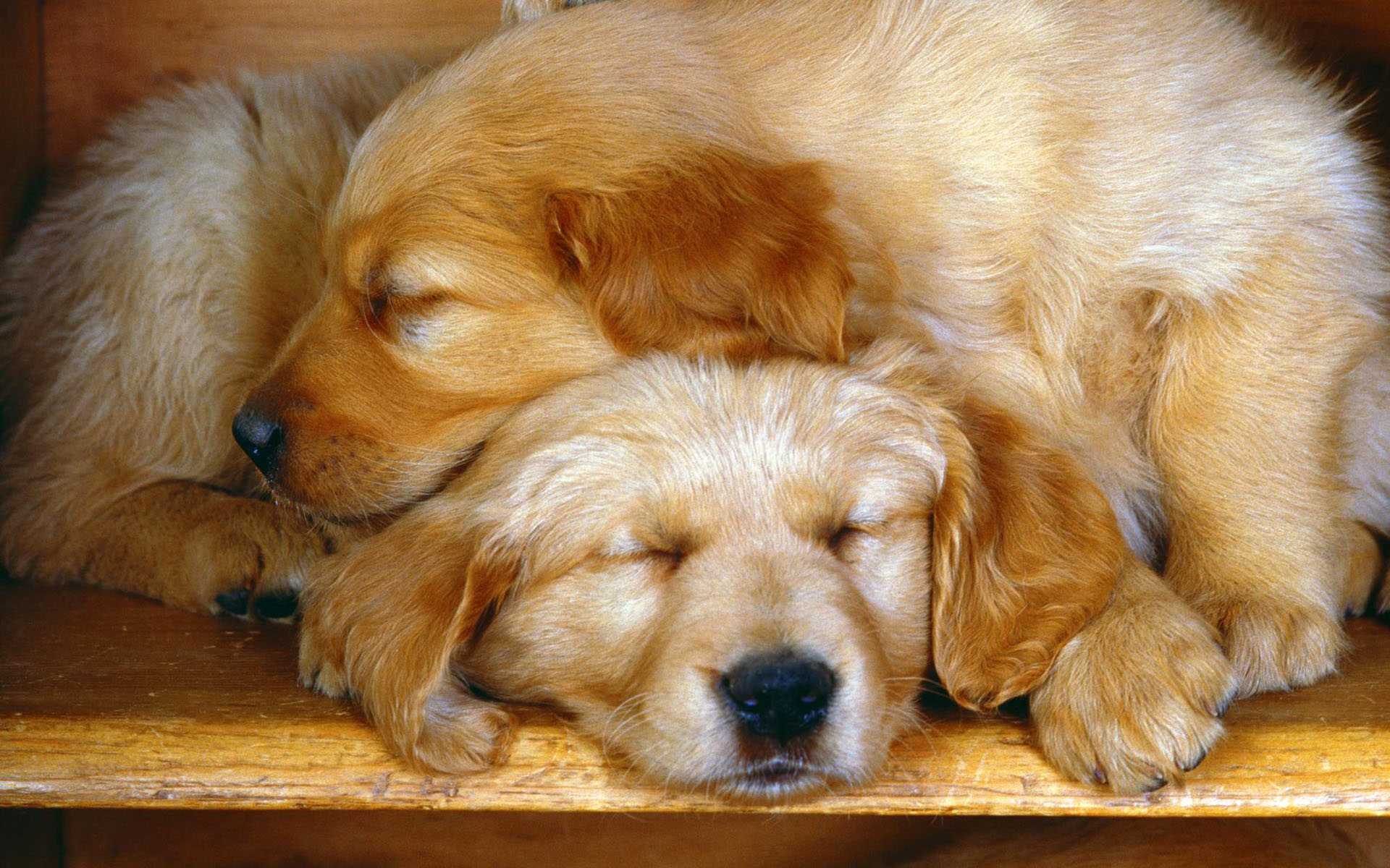 萌宠,动物,可爱,萌物,宠物,汪星人,狗,睡觉中,卖萌图,儿童桌面专用