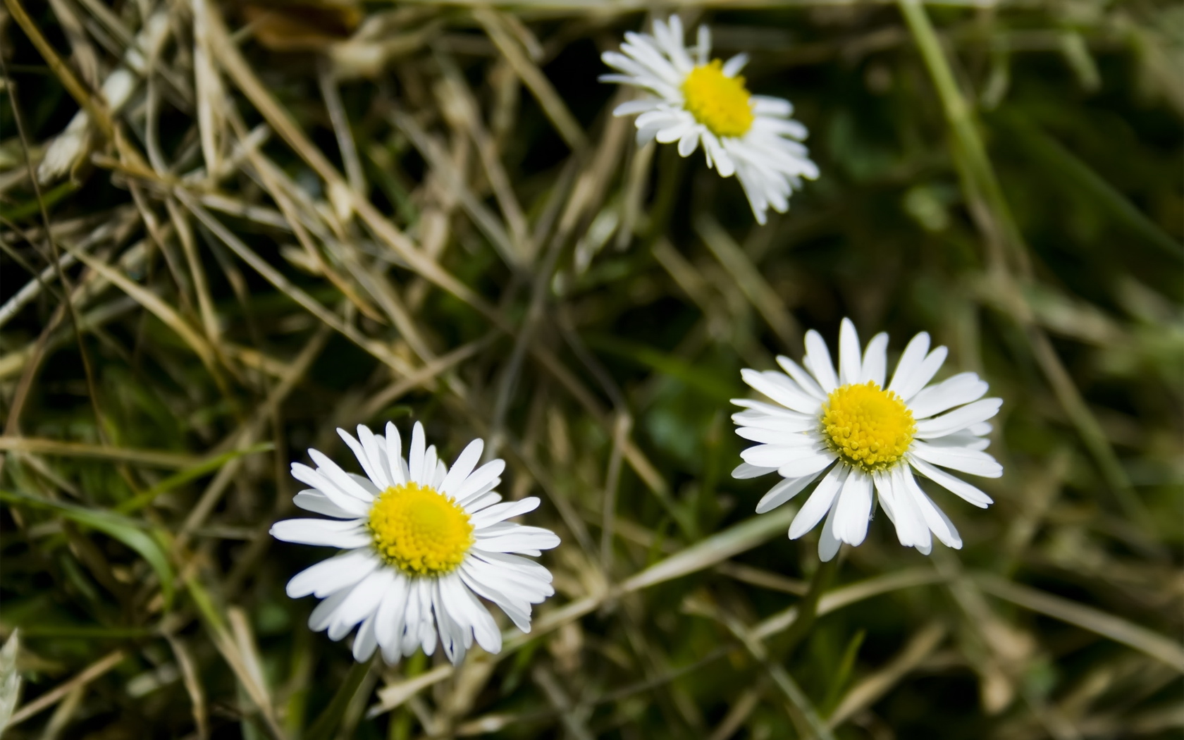 小清新,植物,花卉,鸟语花香,儿童桌面专用