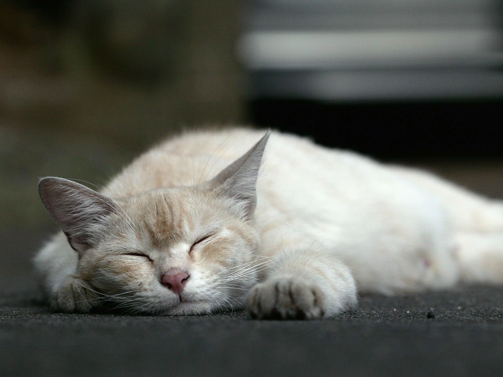 萌宠,动物,可爱,萌物,宠物,喵星人,猫,睡觉中,儿童桌面专用