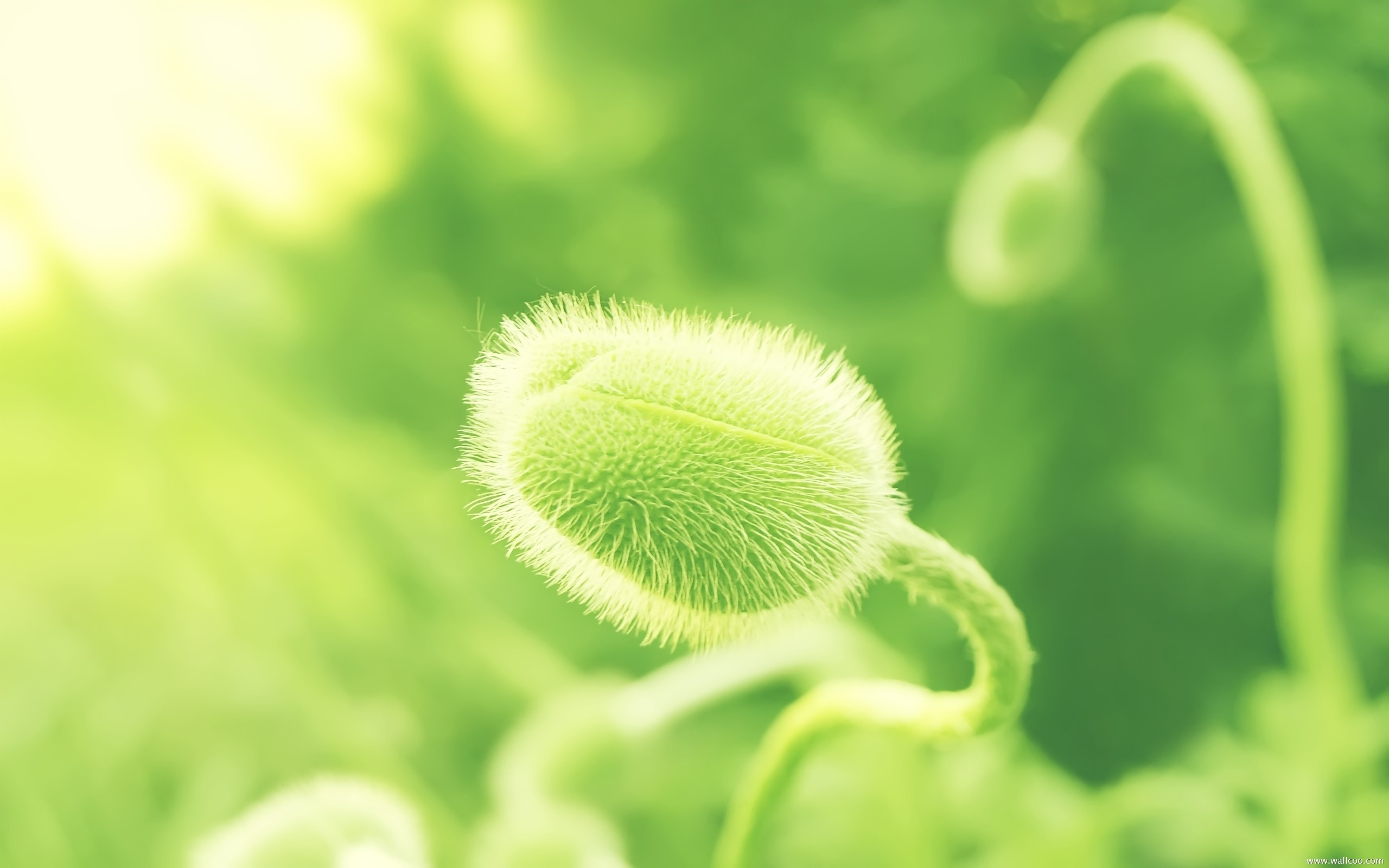 小清新,植物,花卉,护眼壁纸,绿色