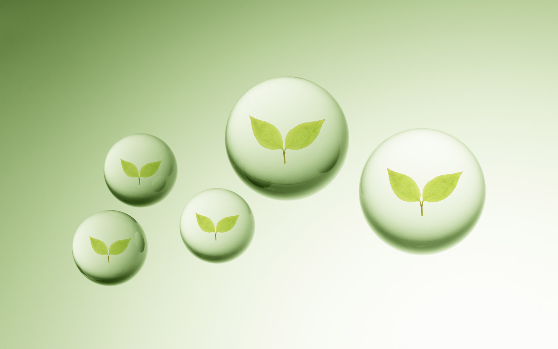 小清新,植物,小草,护眼壁纸,绿色