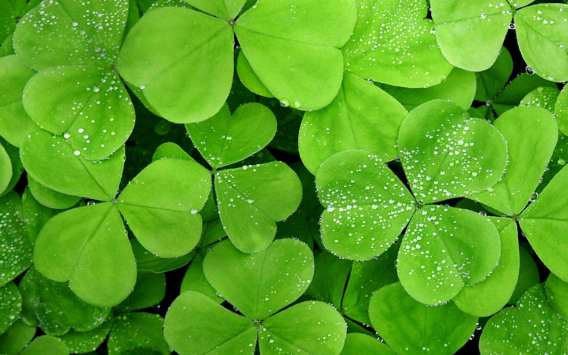 小清新,护眼壁纸,儿童桌面专用