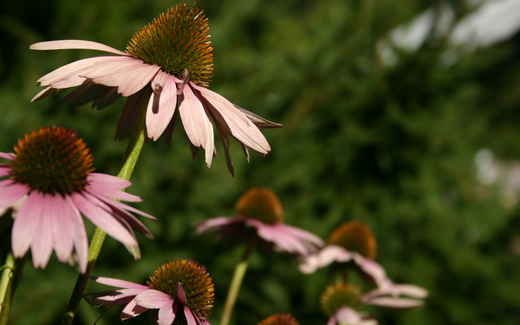 小清新,植物,花卉,鸟语花香,儿童桌面专用