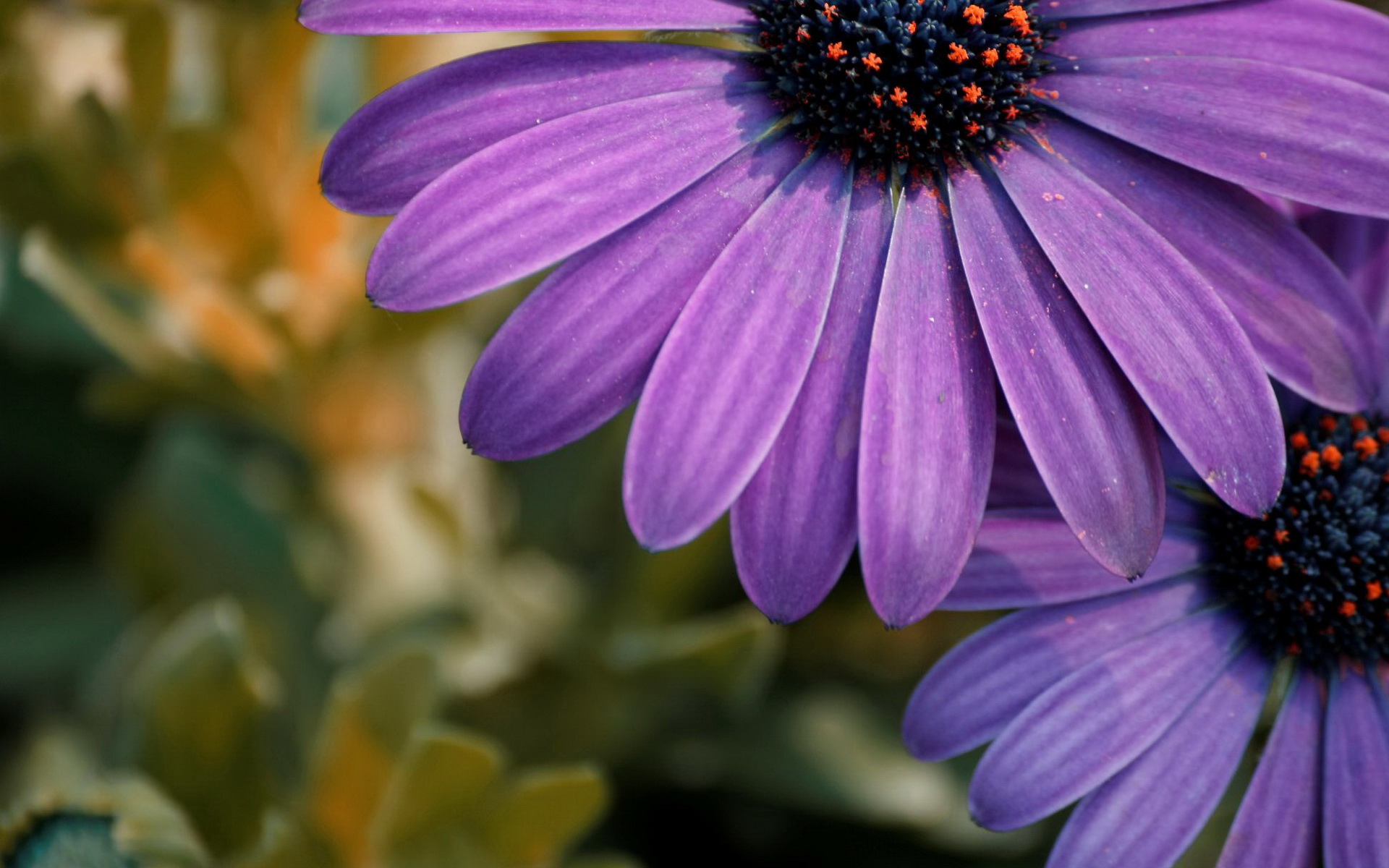 小清新,植物,花卉,鸟语花香,儿童桌面专用