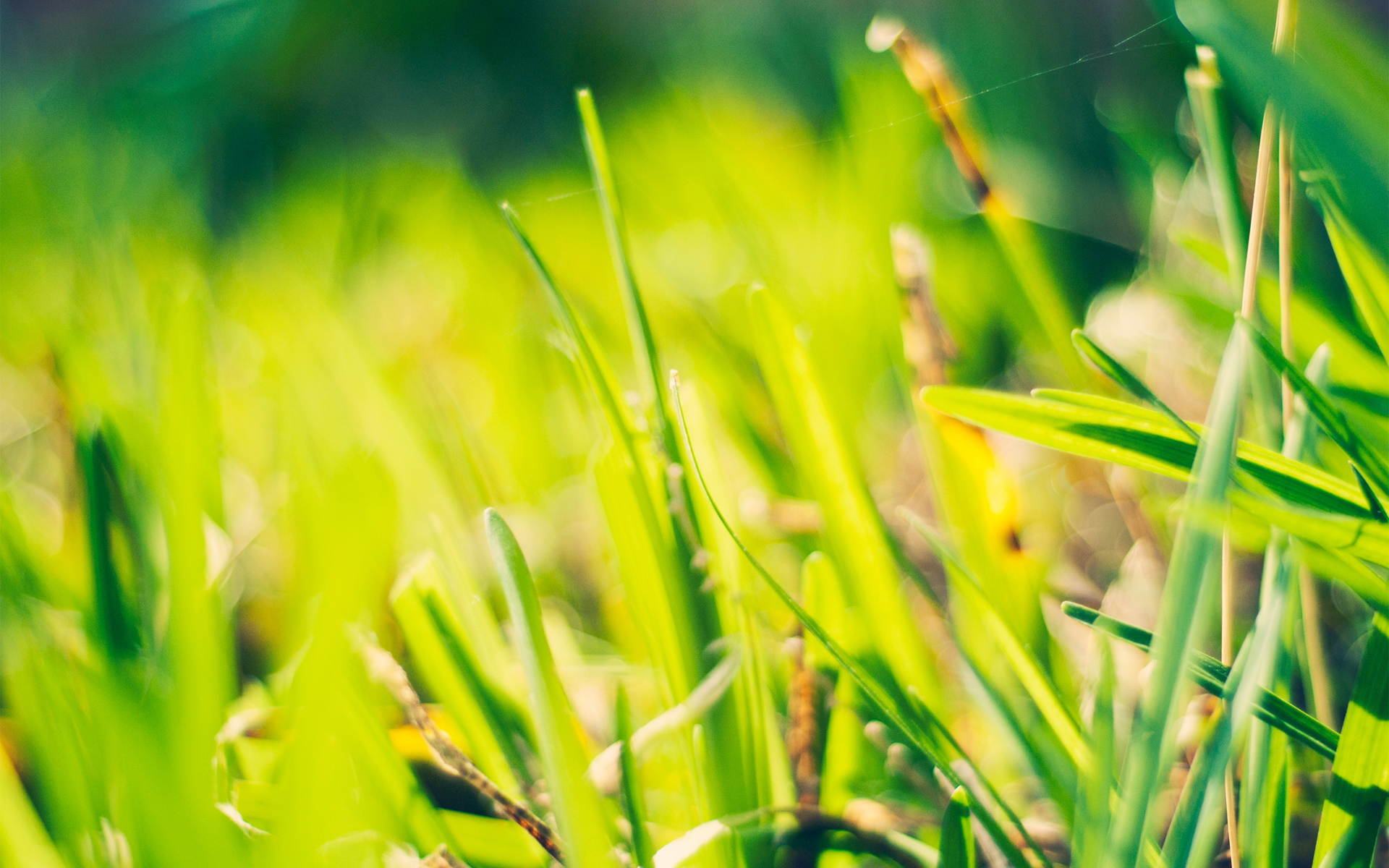 小清新,植物,花卉,护眼壁纸