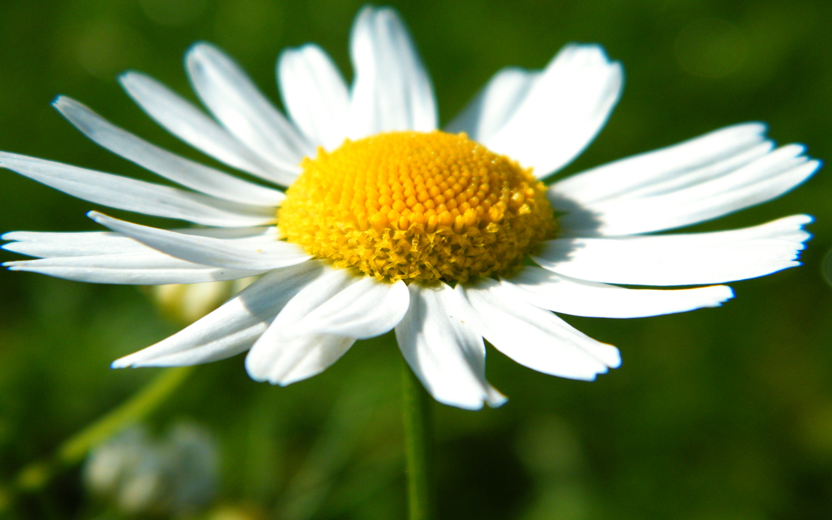 小清新,植物,花卉,鸟语花香,儿童桌面专用