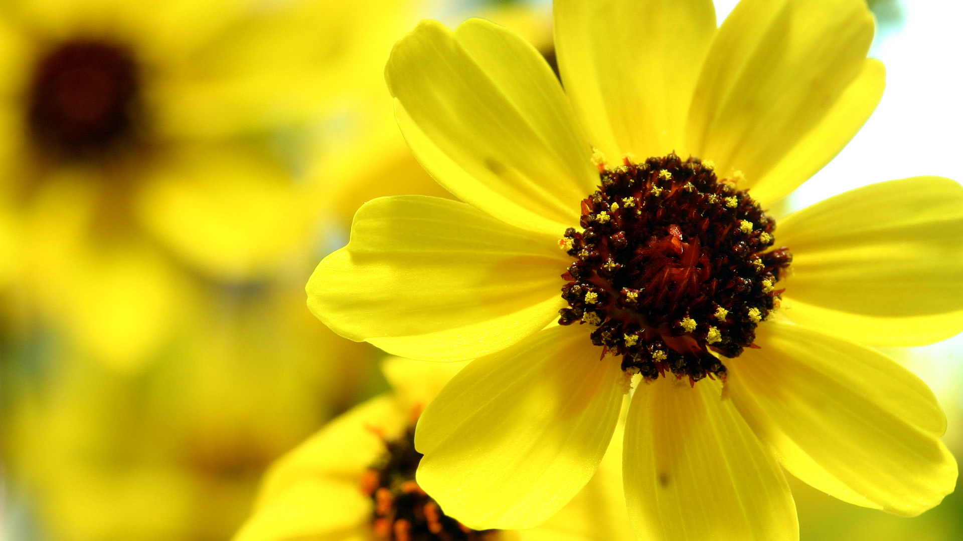 小清新,植物,花卉,鸟语花香,儿童桌面专用