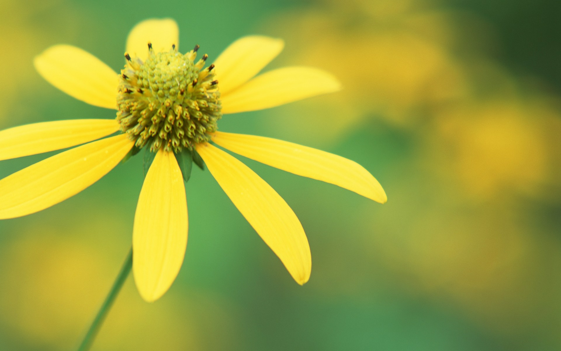小清新,植物,花卉,鸟语花香,儿童桌面专用