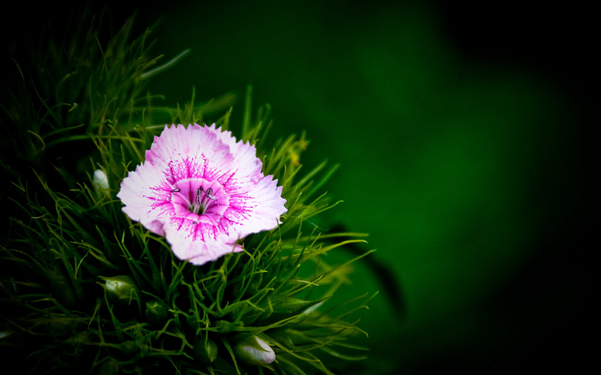 小清新,植物,花卉,护眼壁纸,儿童桌面专用