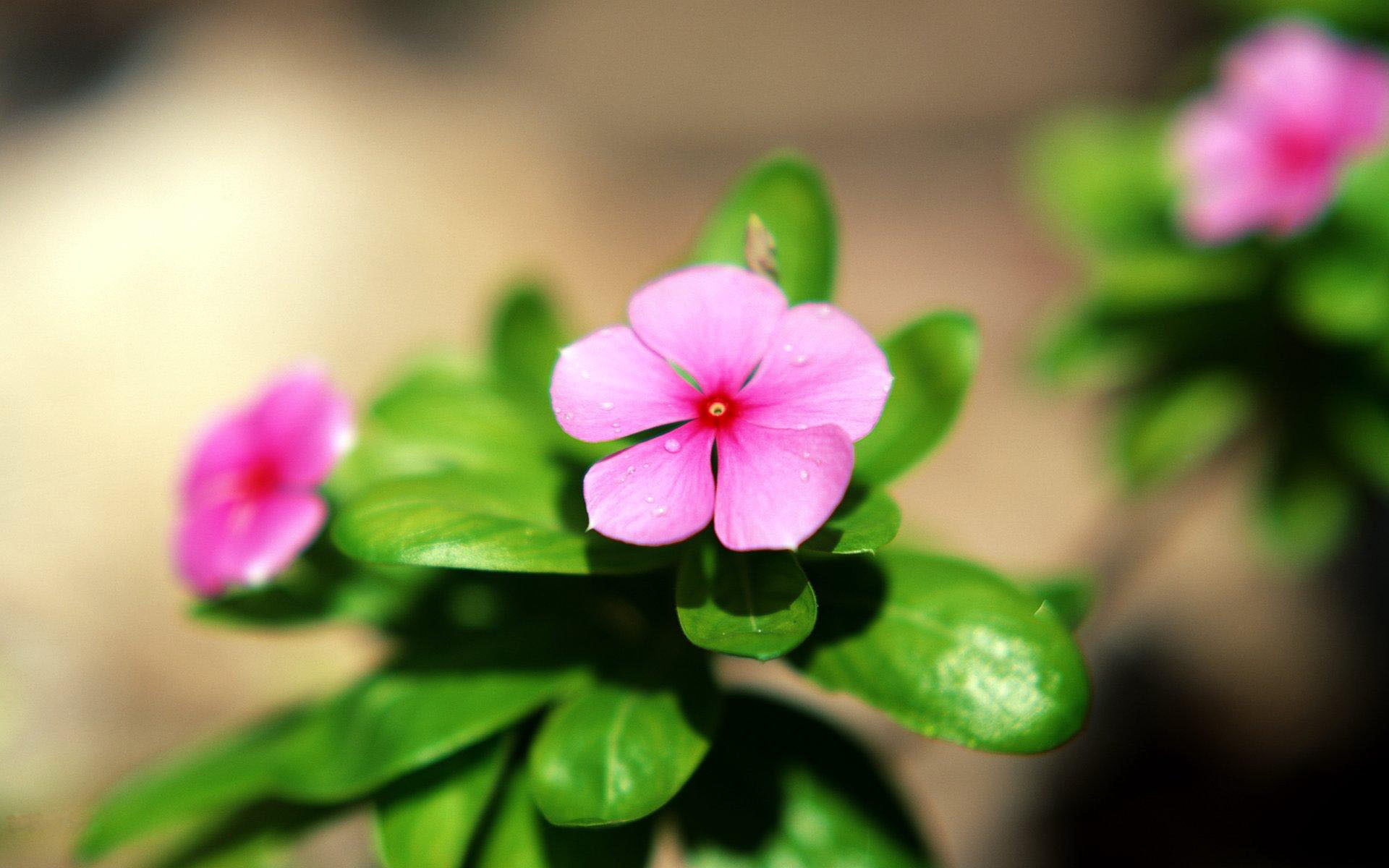 小清新,植物,花卉,鸟语花香,儿童桌面专用