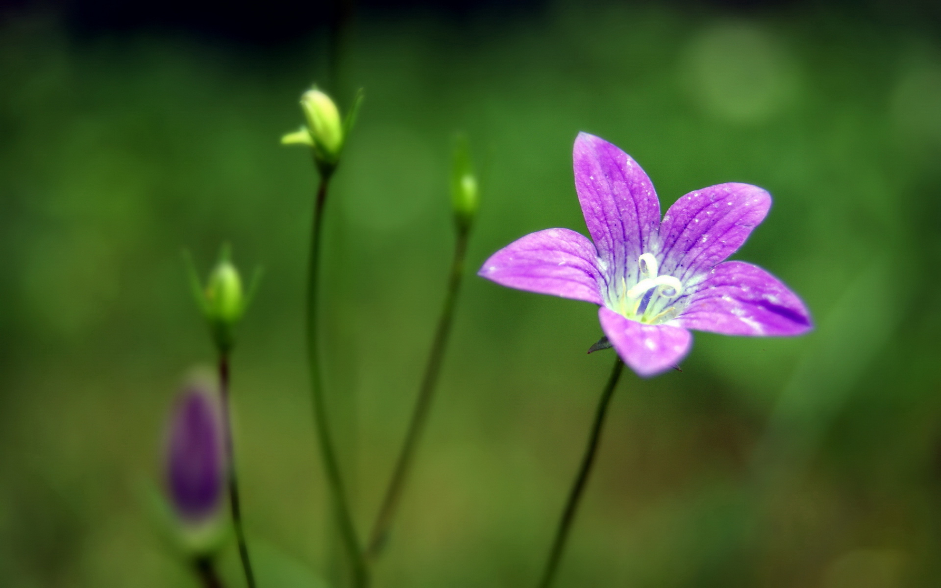 小清新,植物,花卉,护眼壁纸,儿童桌面专用
