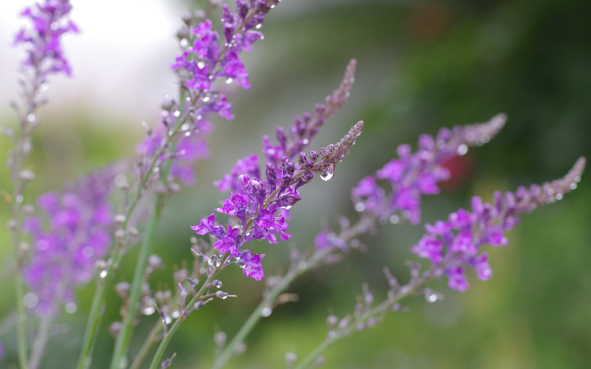 小清新,植物,花卉,鸟语花香,儿童桌面专用