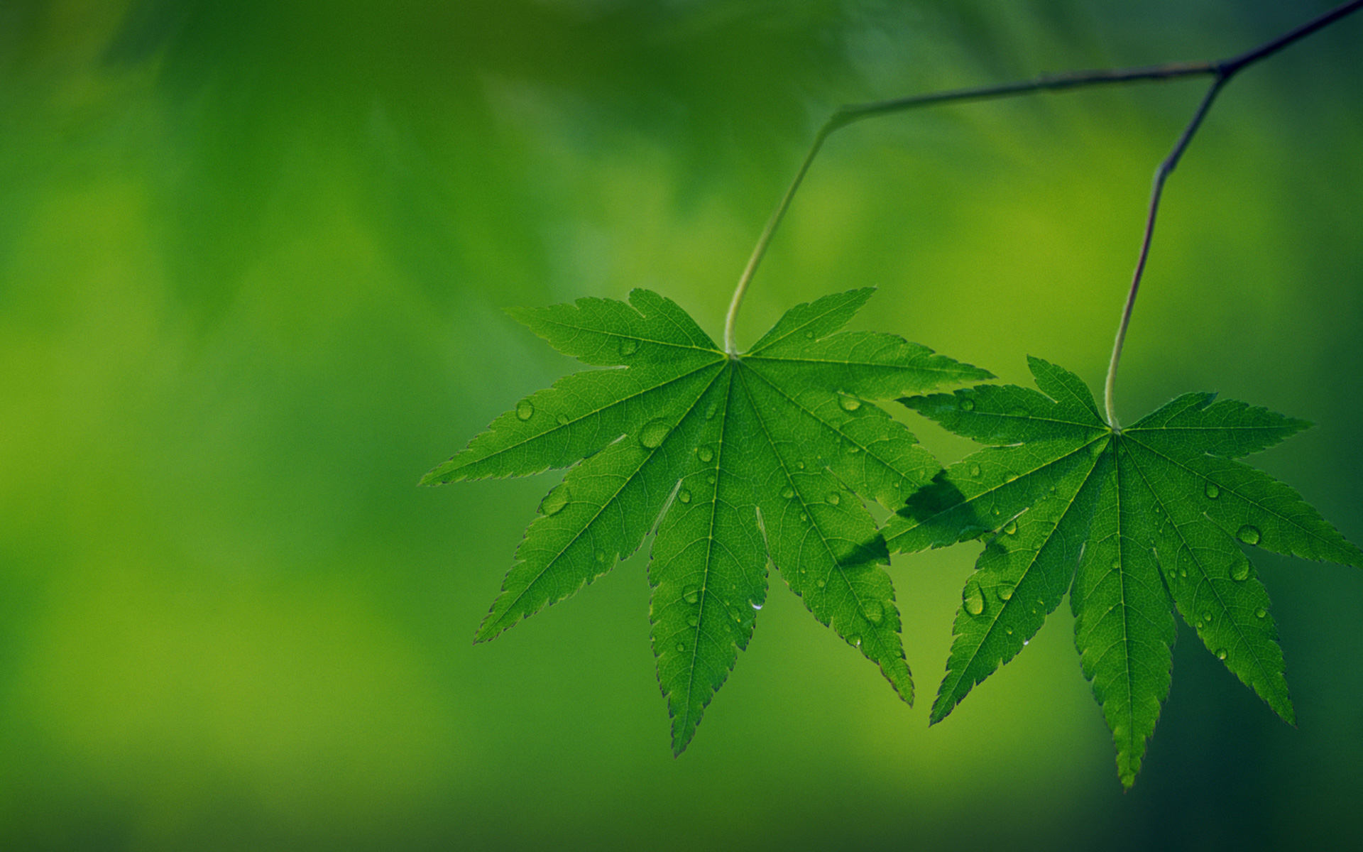 小清新,护眼壁纸,儿童桌面专用