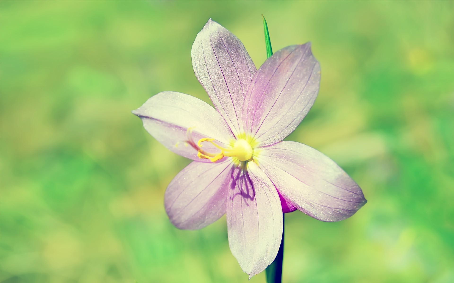 小清新,植物,花卉,鸟语花香,儿童桌面专用