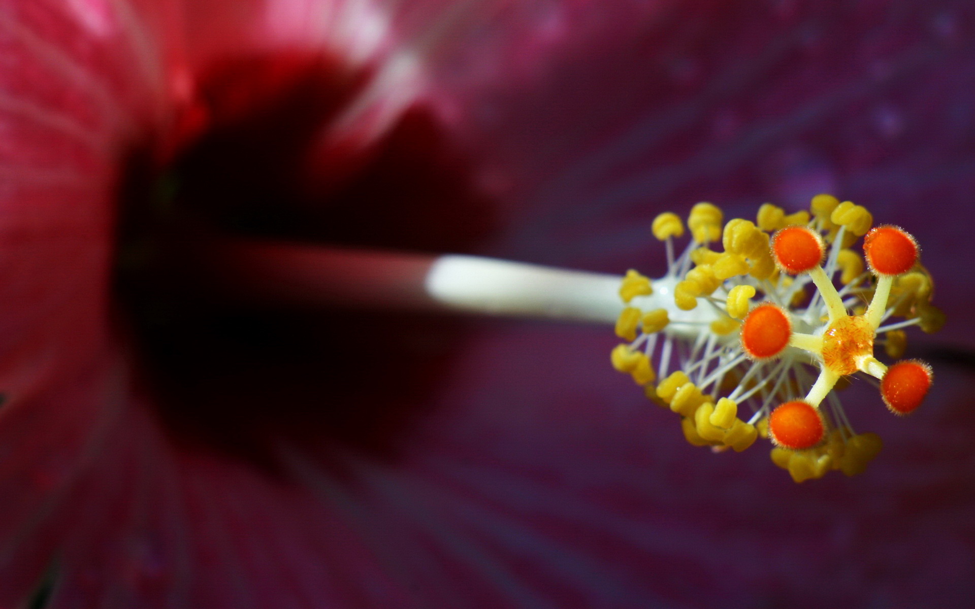 小清新,植物,花卉,鸟语花香,儿童桌面专用