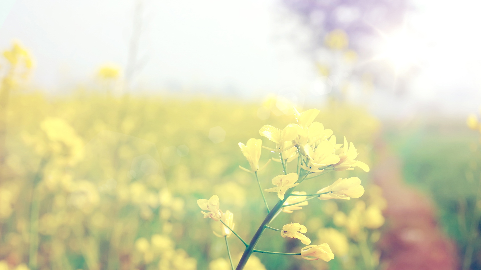 小清新,清爽,清新,鸟语花香,儿童桌面专用
