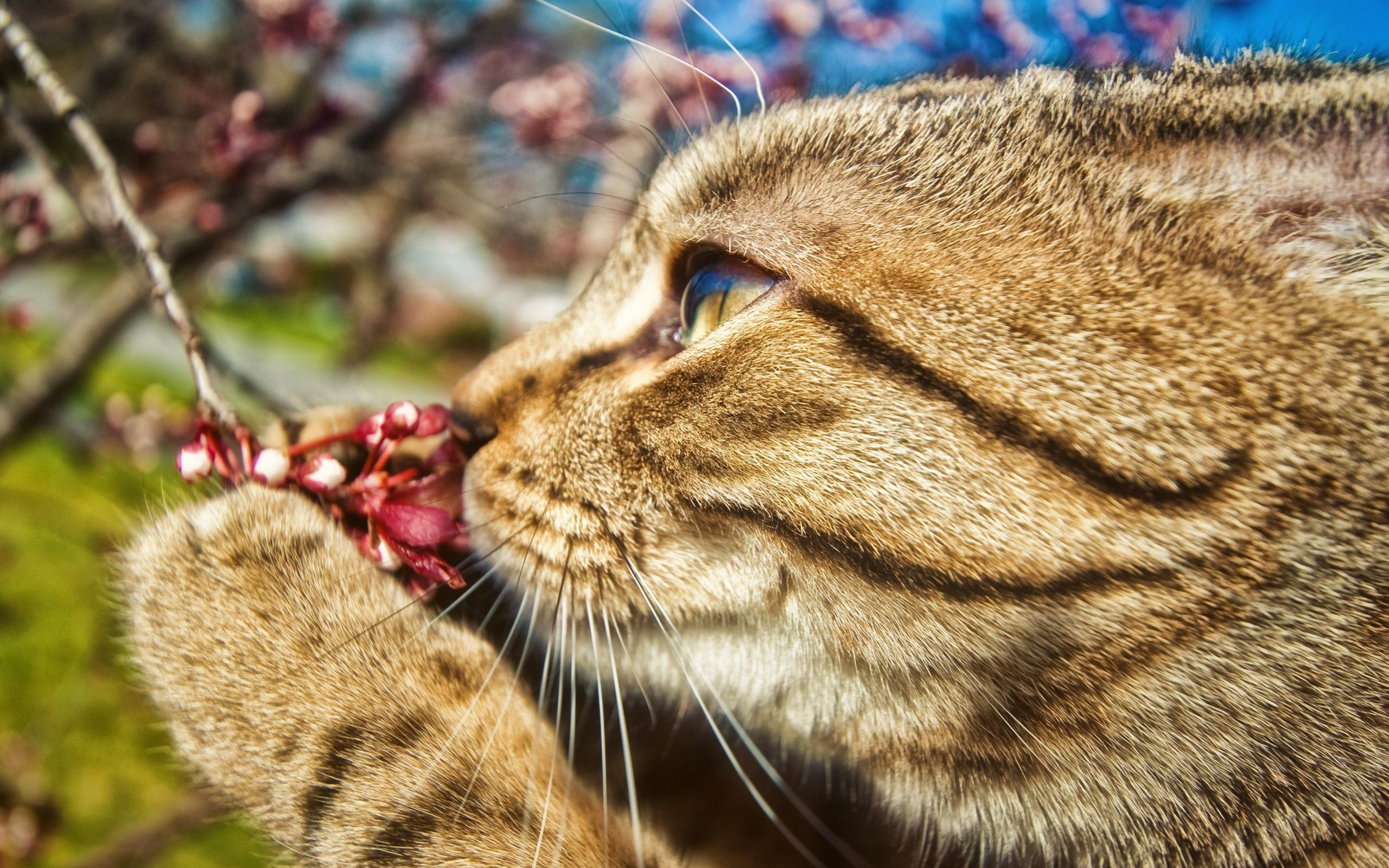 萌宠,动物,可爱,萌物,宠物,喵星人,猫,古灵精怪,儿童桌面专用