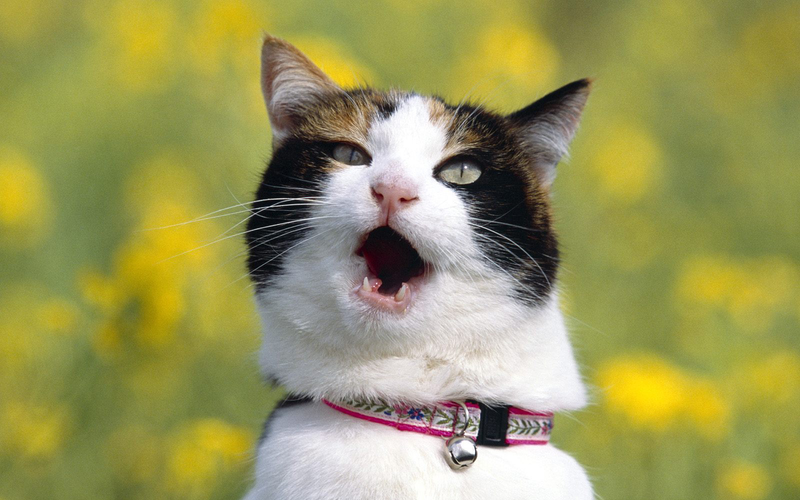 萌宠,动物,可爱,萌物,宠物,喵星人,猫,搞笑图,卖萌图,儿童桌面专用