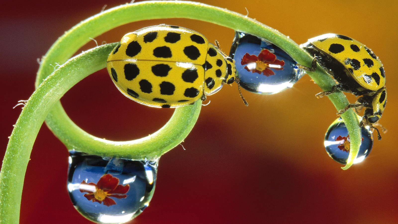 萌宠,动物,可爱,萌物,野生动物,七星瓢虫,色彩缤纷,儿童桌面专用