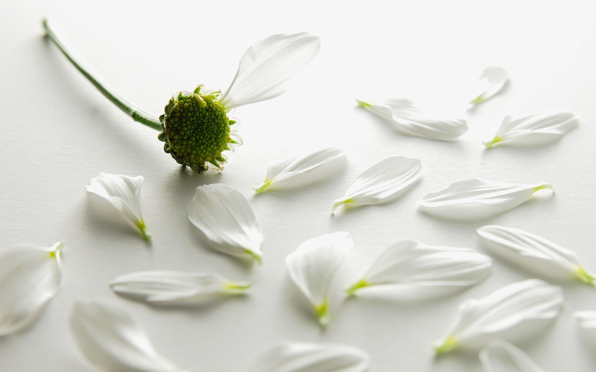 节日,情人节,浪漫,儿童桌面专用
