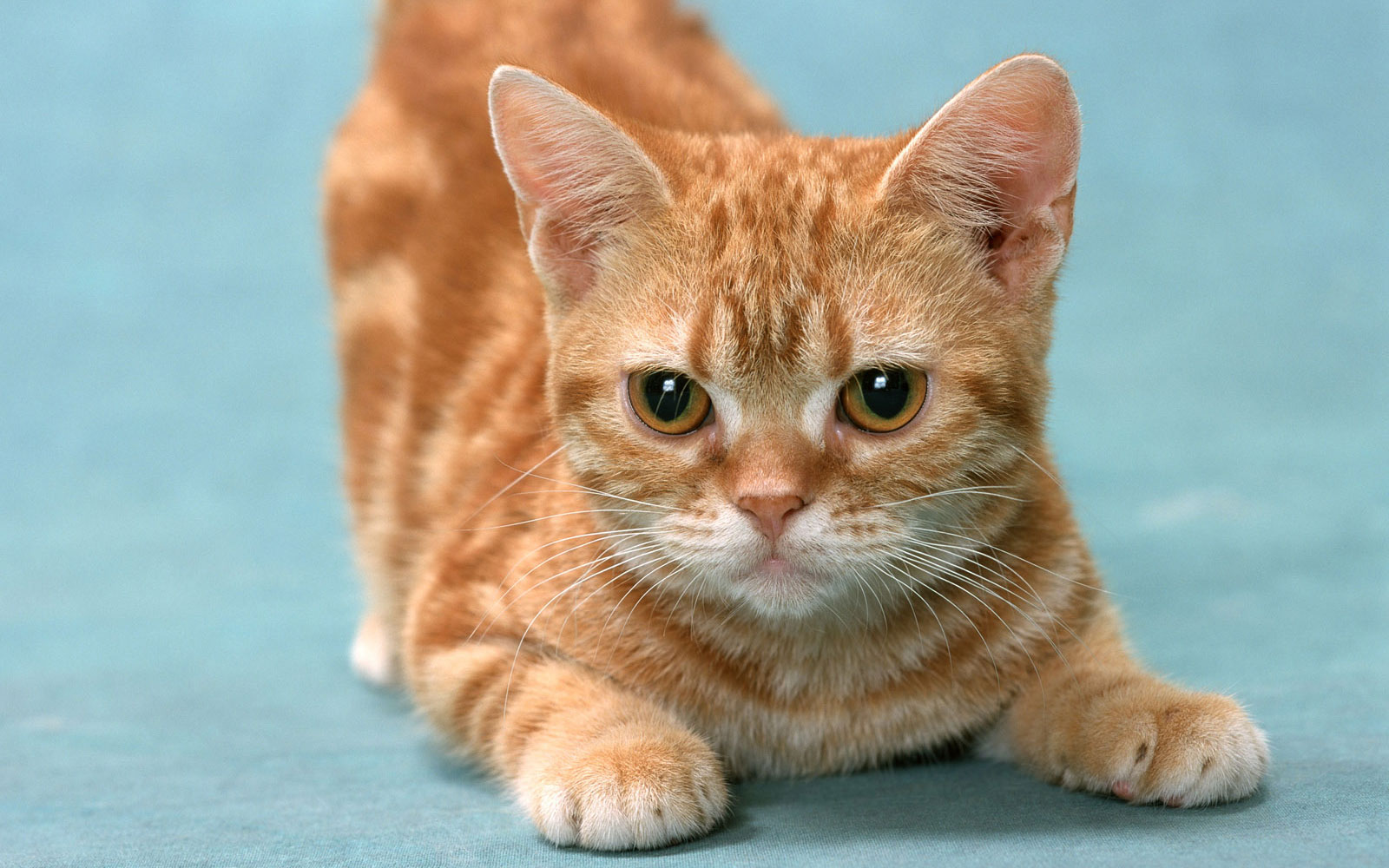 萌宠,动物,可爱,萌物,宠物,喵星人,猫,儿童桌面专用