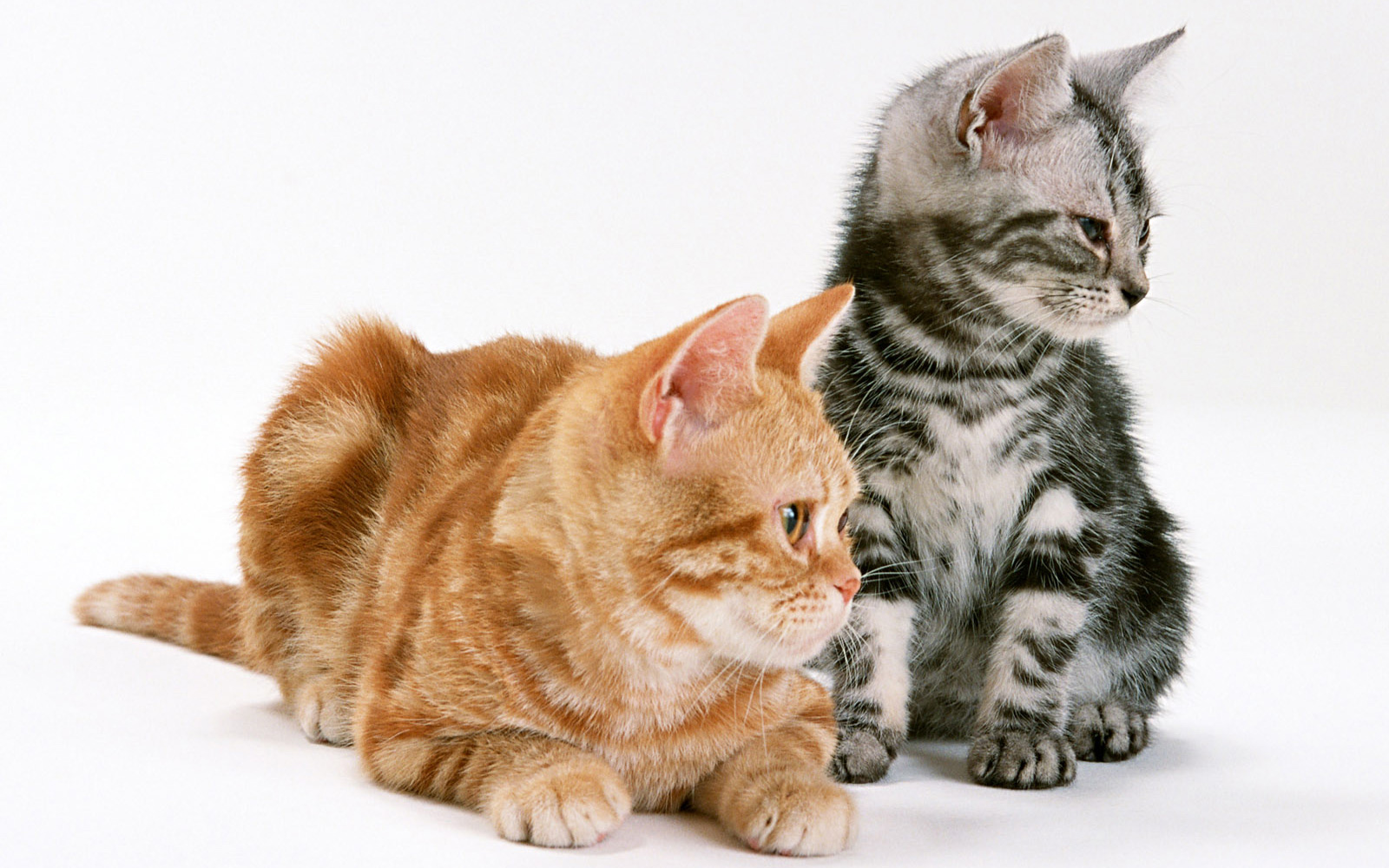 萌宠,动物,可爱,萌物,宠物,喵星人,猫,古灵精怪,儿童桌面专用