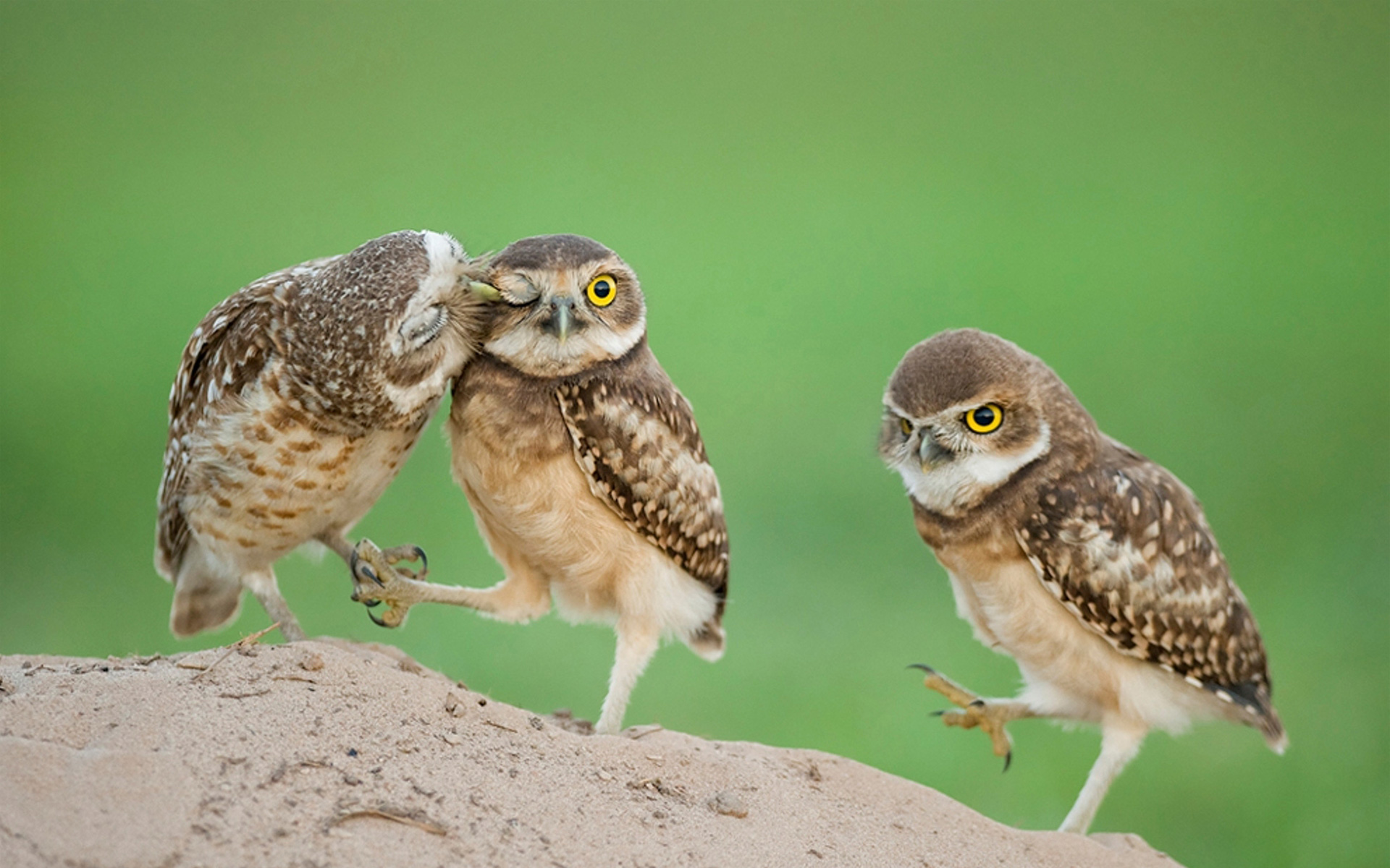 萌宠,动物,可爱,萌物,野生动物,卖萌图,儿童桌面专用