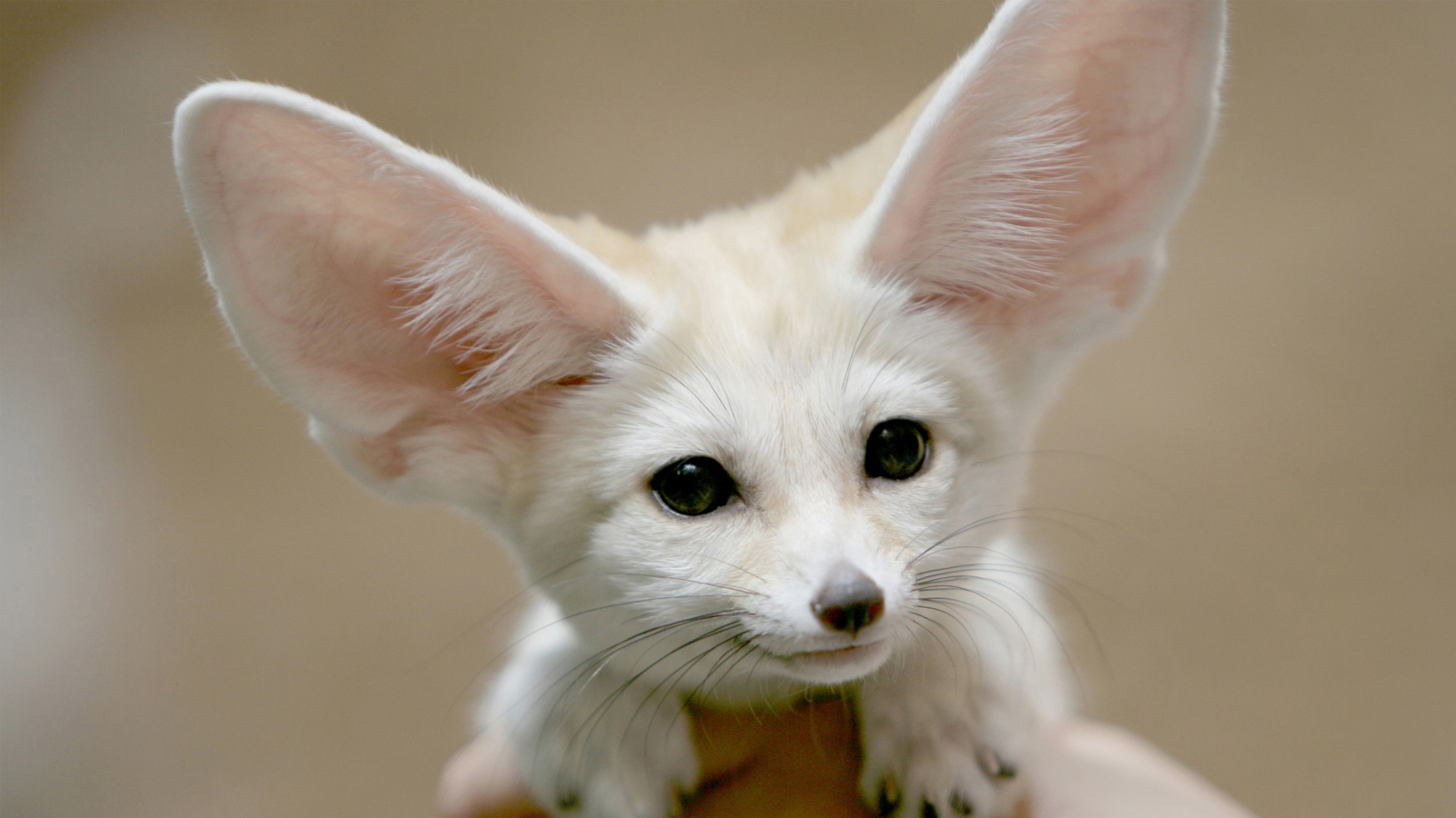萌宠,动物,可爱,萌物,野生动物,沙漠之狐,卖萌图,儿童桌面专用
