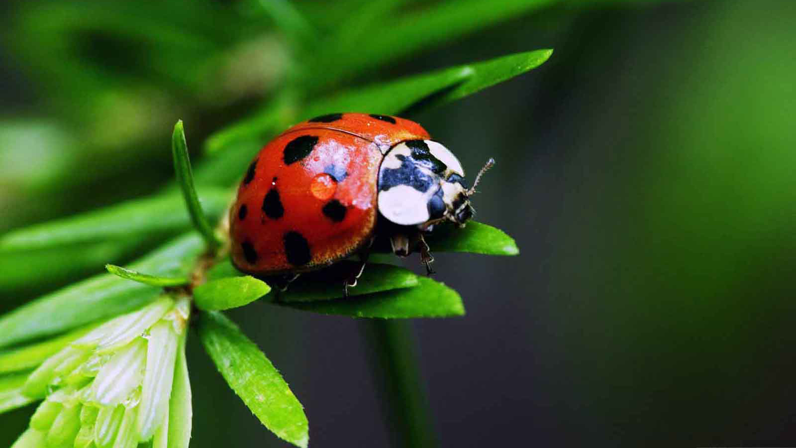 萌宠,动物,可爱,萌物,野生动物,七星瓢虫,色彩缤纷,儿童桌面专用