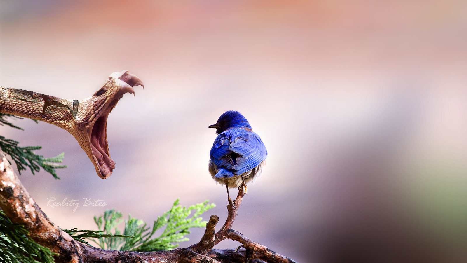 萌宠,动物,可爱,萌物,野生动物,恐怖,食物链,儿童桌面专用