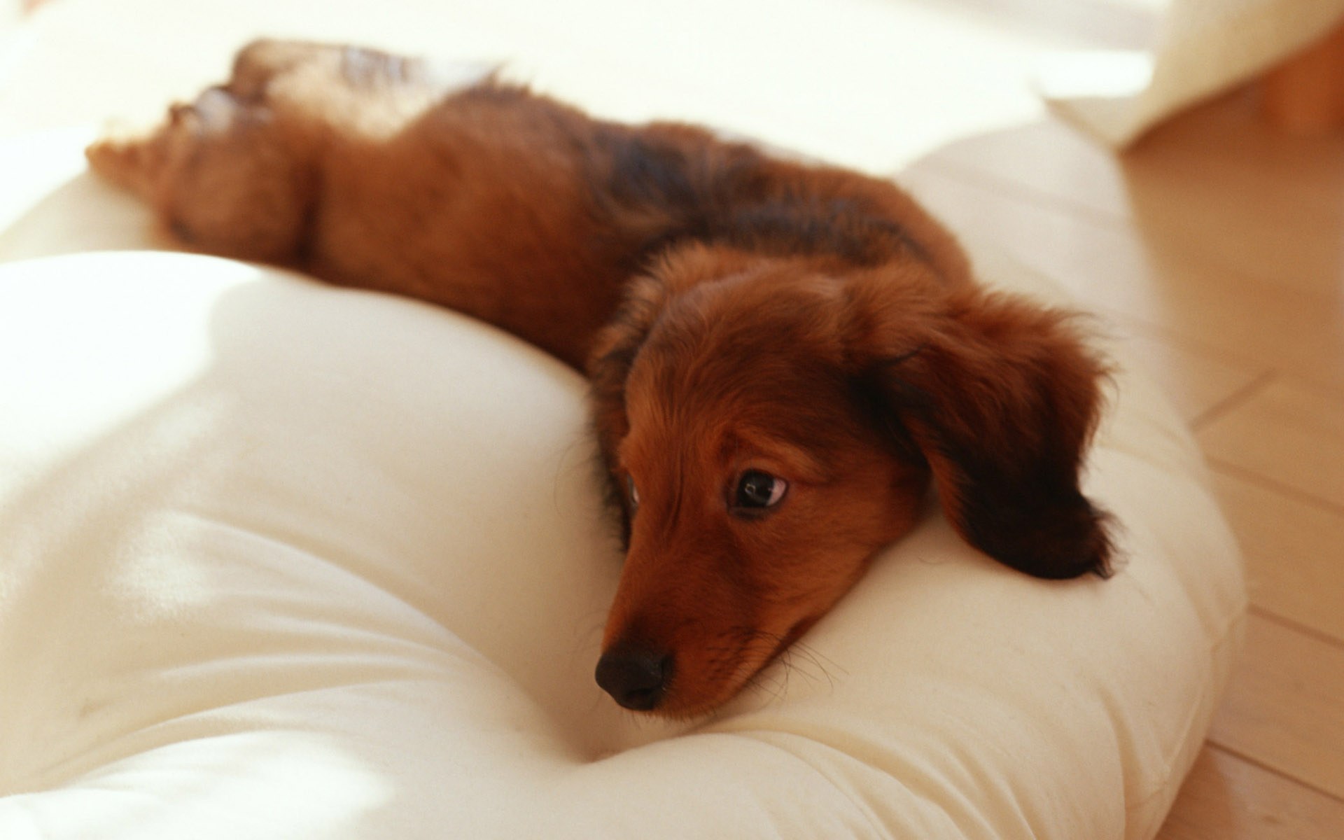 萌宠,动物,可爱,萌物,宠物,汪星人,狗,卖萌图,儿童桌面专用