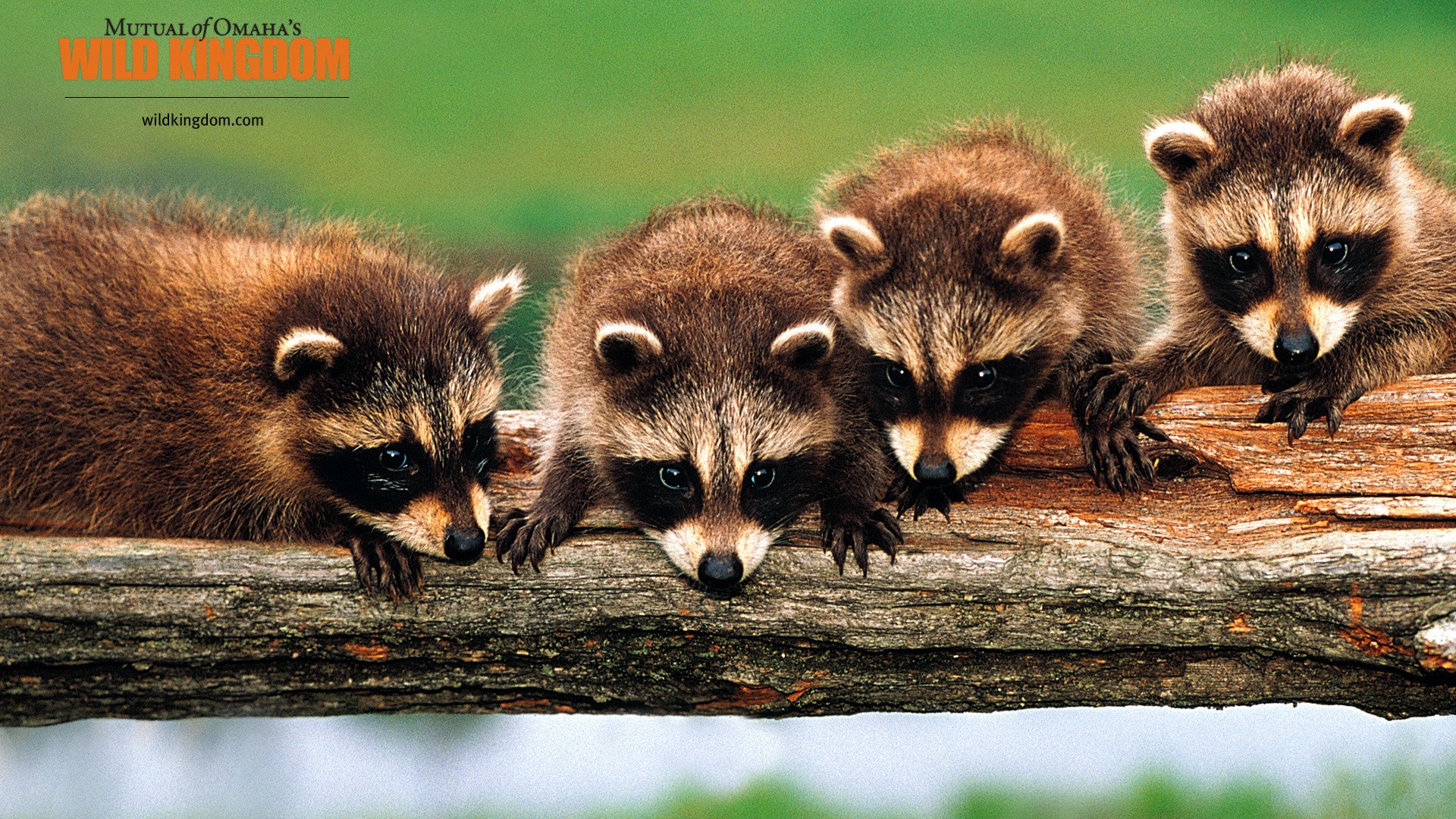 萌宠,动物,可爱,萌物,野生动物,浣熊,卖萌图,儿童桌面专用