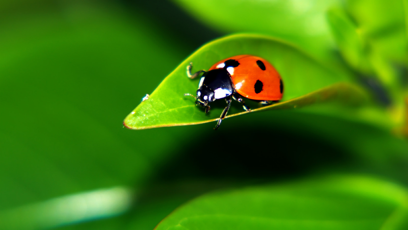 萌宠,动物,可爱,萌物,野生动物,七星瓢虫,色彩缤纷,儿童桌面专用