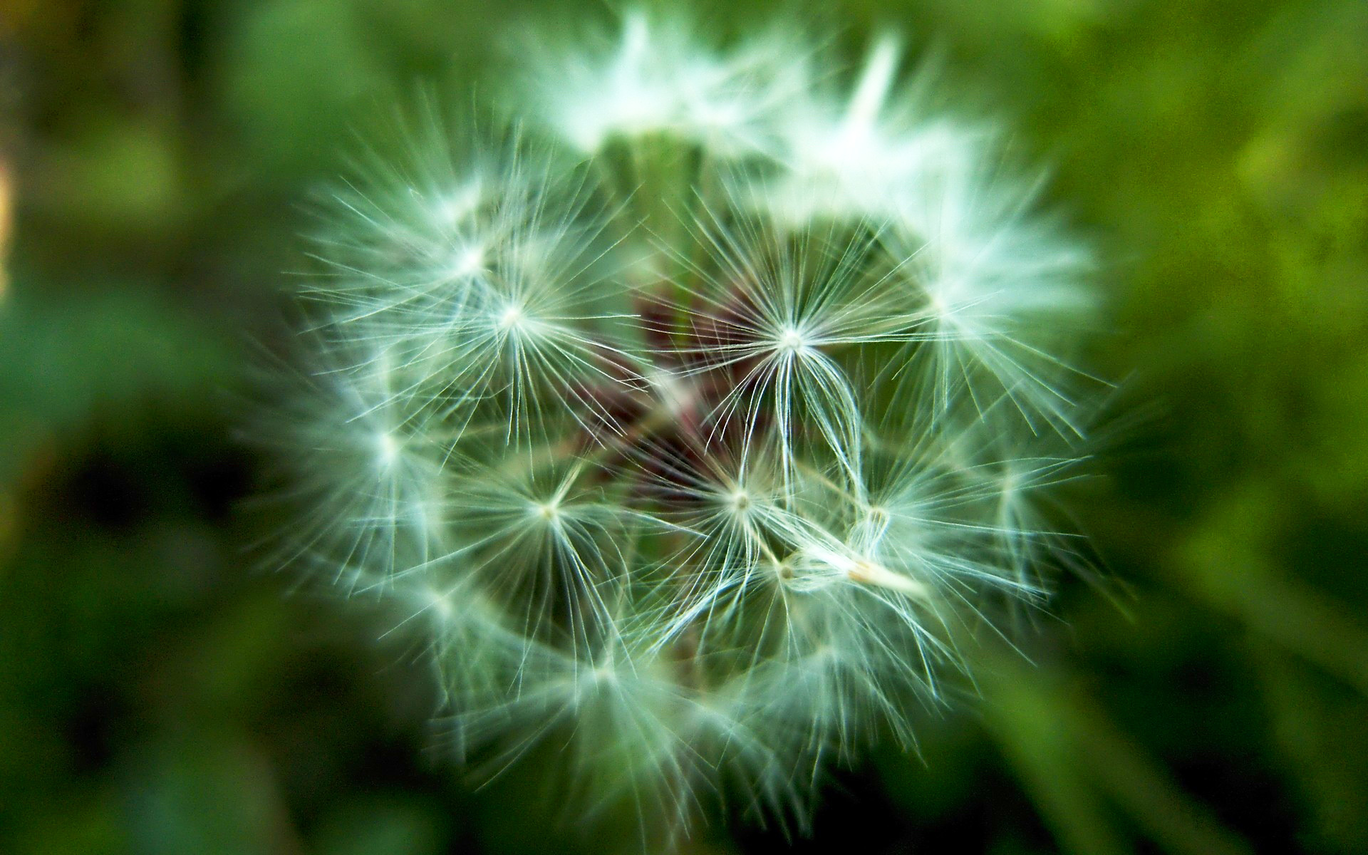 小清新,静物写真,植物,花卉,护眼壁纸,儿童桌面专用