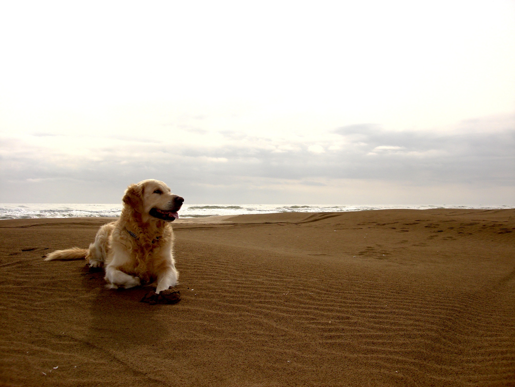 萌宠,动物,可爱,萌物,宠物,汪星人,狗,卖萌图,儿童桌面专用