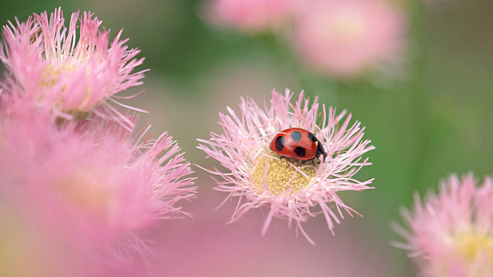 萌宠,动物,可爱,萌物,野生动物,七星瓢虫,色彩缤纷,儿童桌面专用