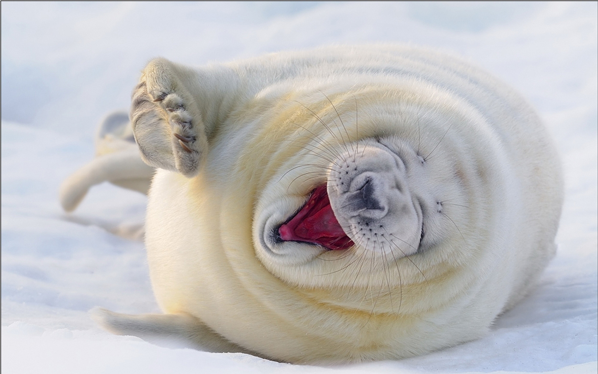 萌宠,动物,可爱,萌物,野生动物,北极熊,胖乎乎,极地物种,儿童桌面专用