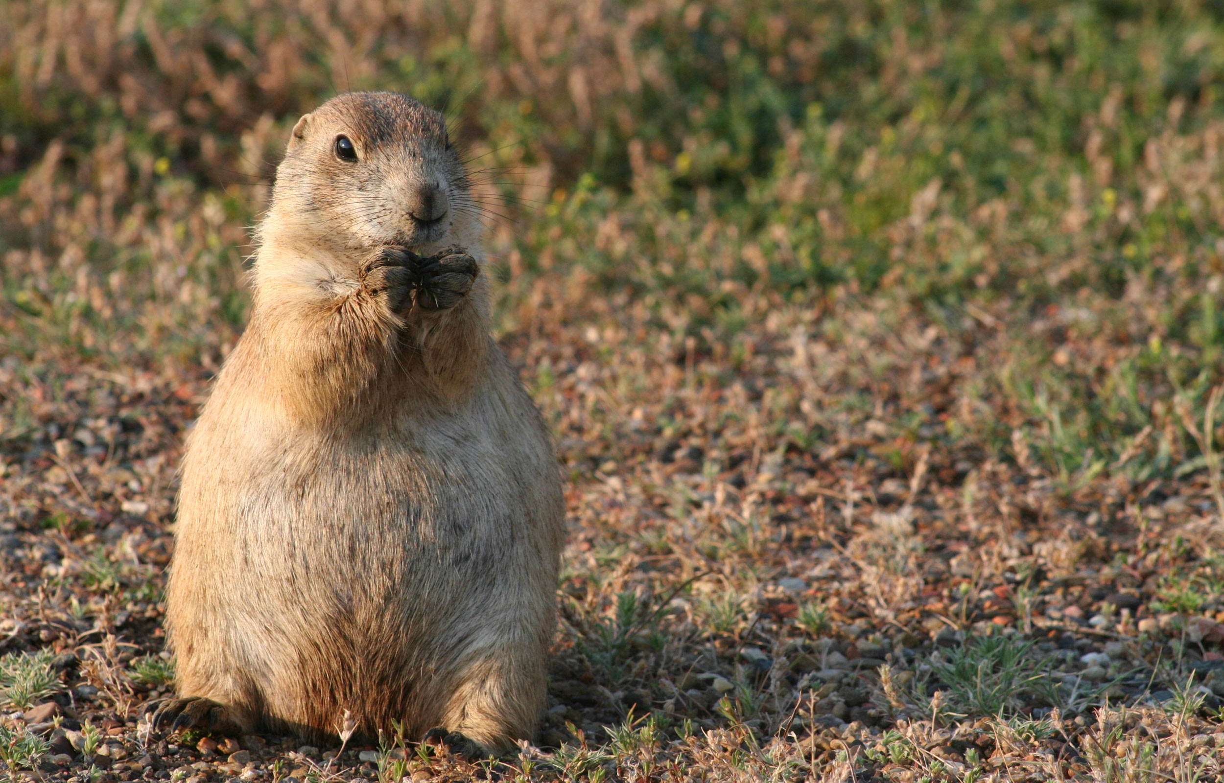萌宠,动物,可爱,萌物,野生动物,仓鼠,胖乎乎,卖萌图,儿童桌面专用