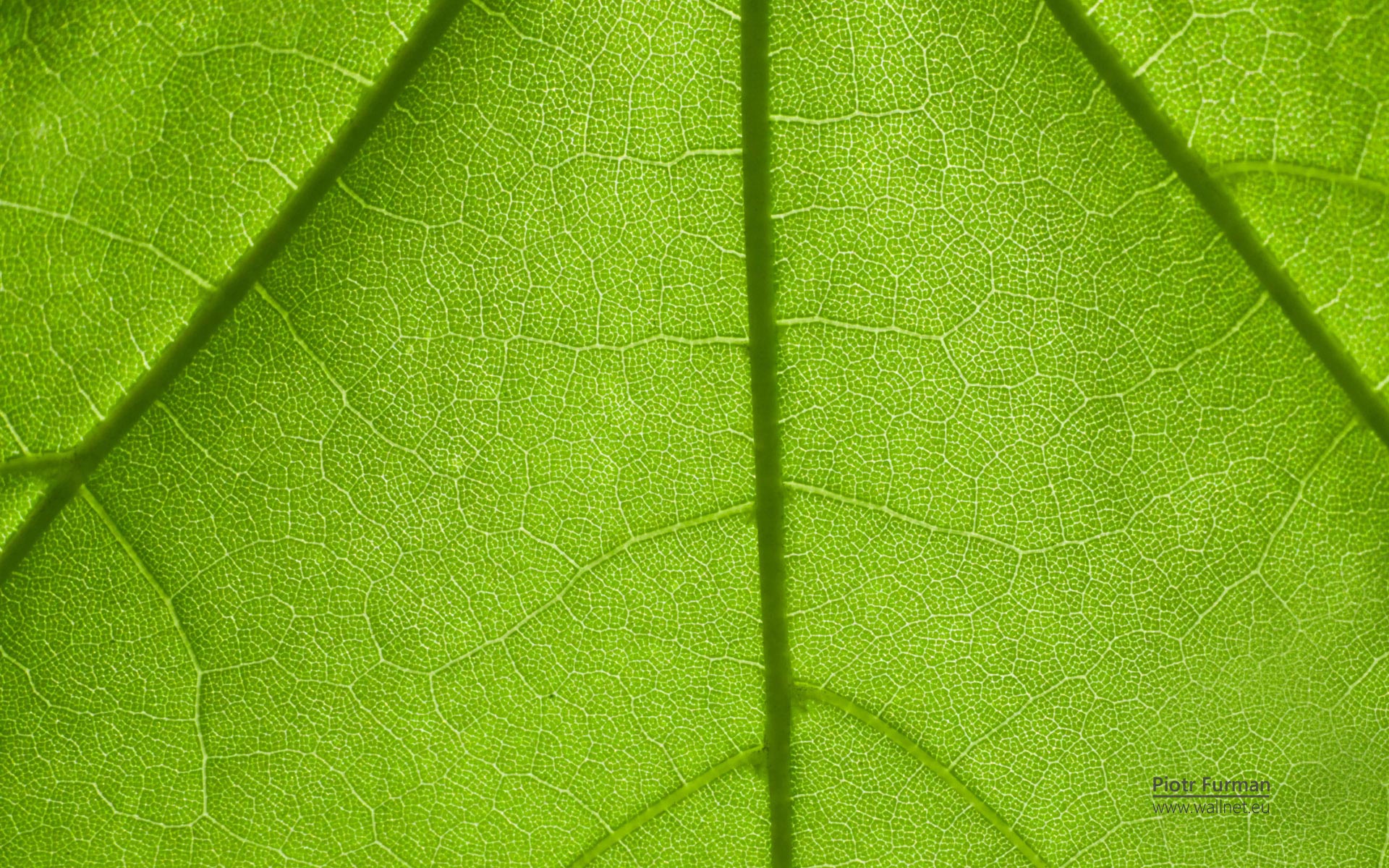 小清新,植物,清爽,护眼壁纸,儿童桌面专用