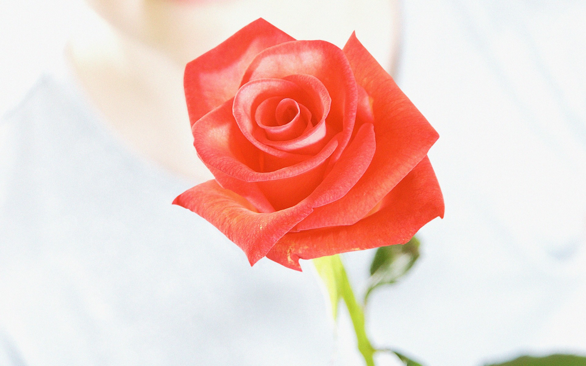 节日,情人节,浪漫,儿童桌面专用