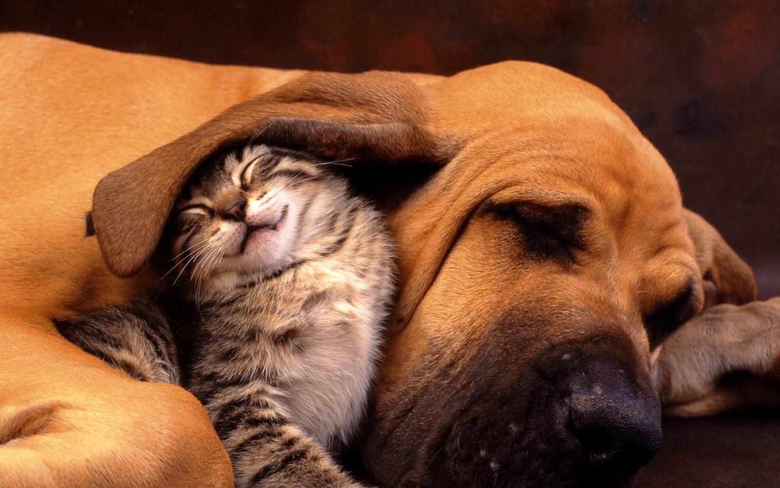 萌宠,动物,可爱,萌物,宠物,喵星人,猫,搞笑图,卖萌图,儿童桌面专用