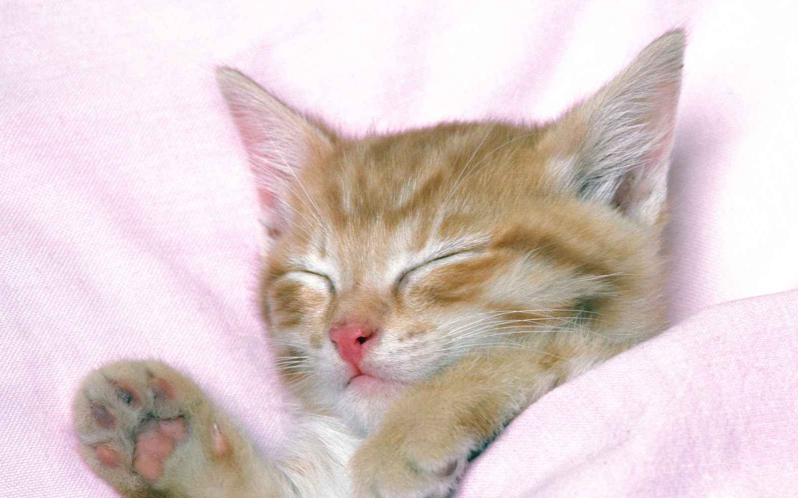 萌宠,动物,可爱,萌物,宠物,喵星人,猫,睡觉中,儿童桌面专用