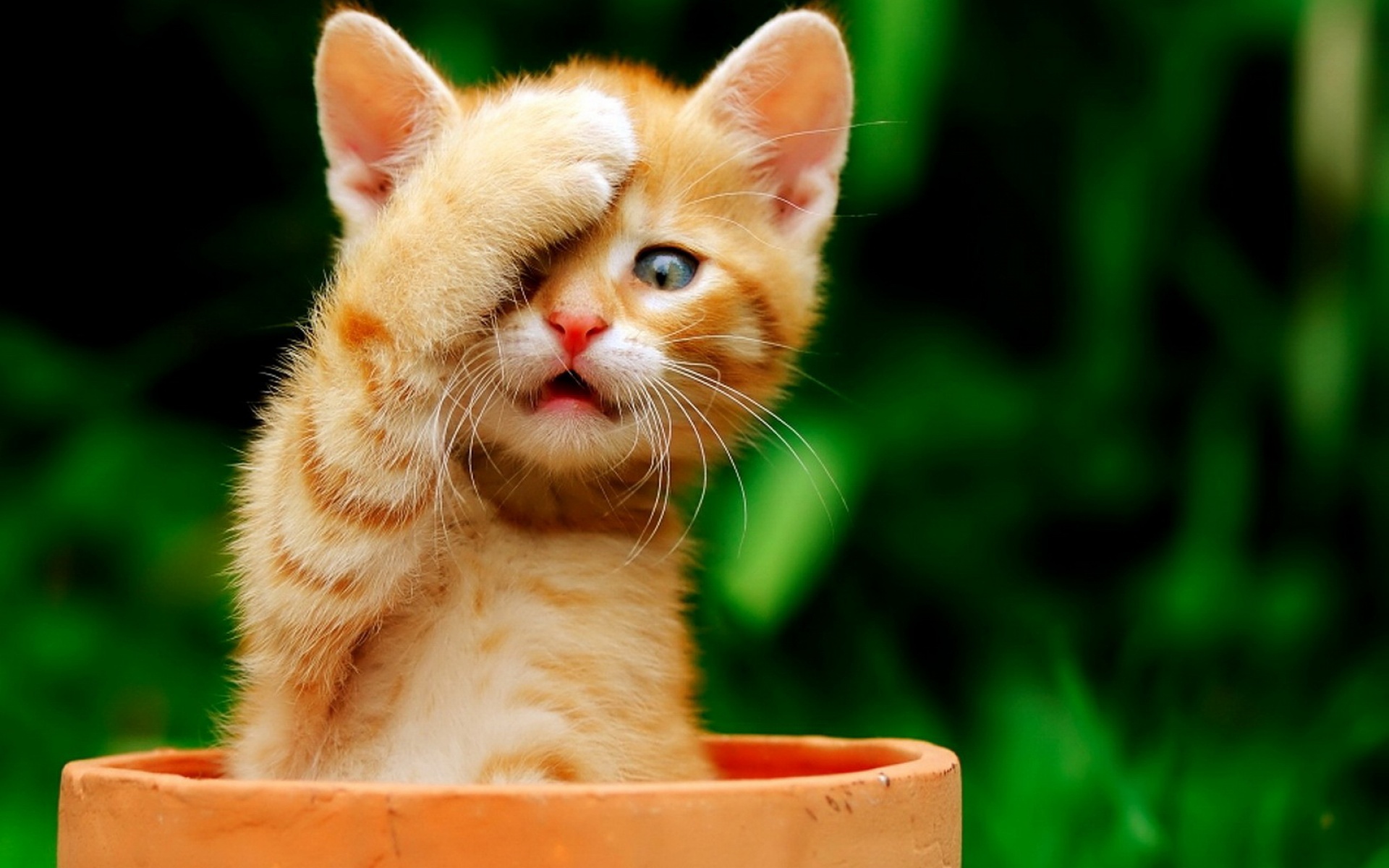 萌宠,动物,可爱,萌物,宠物,喵星人,猫,古灵精怪,儿童桌面专用