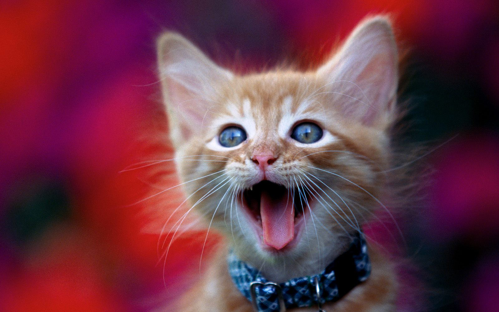 萌宠,动物,可爱,萌物,宠物,喵星人,猫,搞笑图,卖萌图,儿童桌面专用