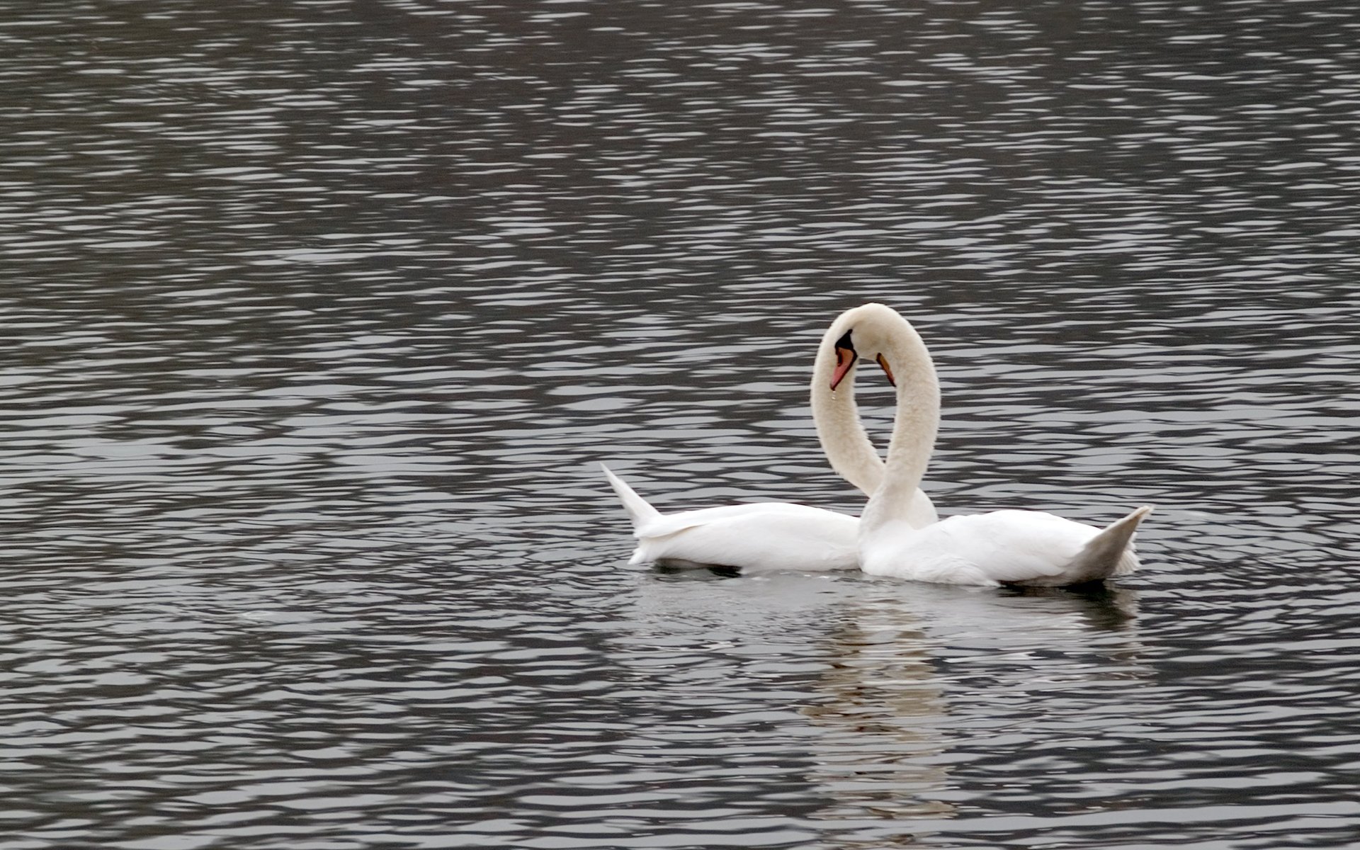 萌宠,动物,可爱,萌物,野生动物,天鹅,卖萌图,儿童桌面专用