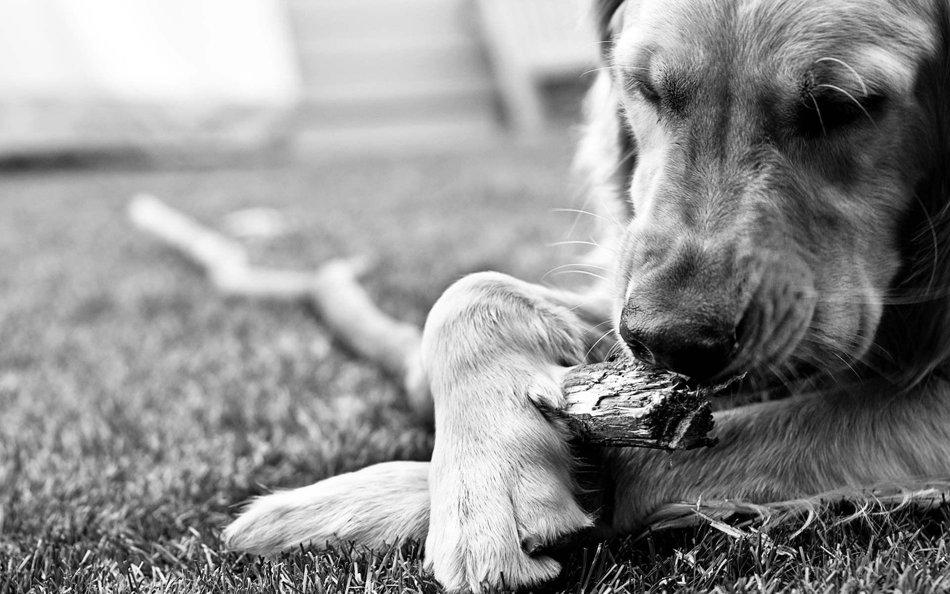 萌宠,动物,可爱,宠物,汪星人,儿童桌面专用