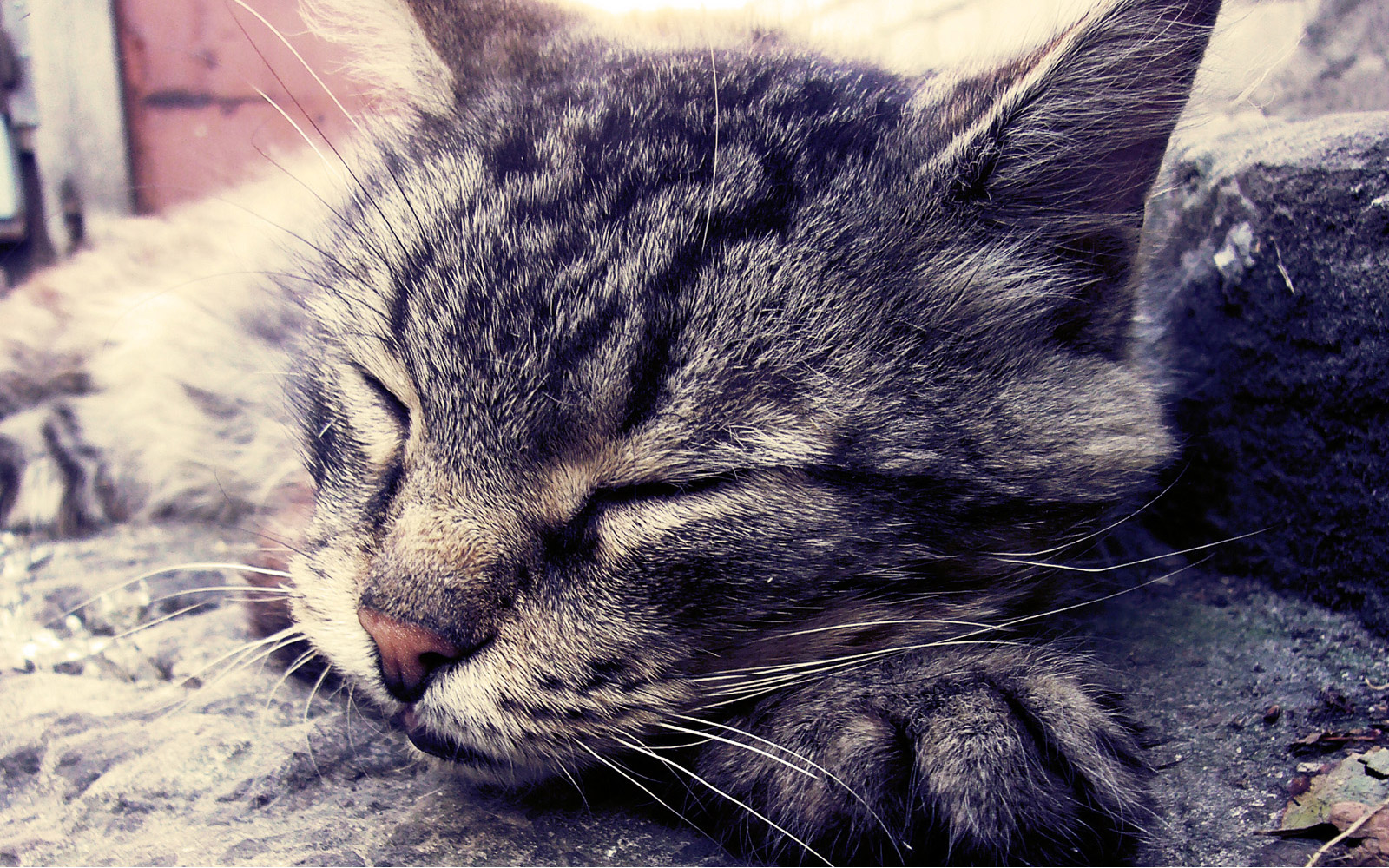 萌宠,动物,可爱,萌物,宠物,喵星人,猫,懒洋洋,儿童桌面专用