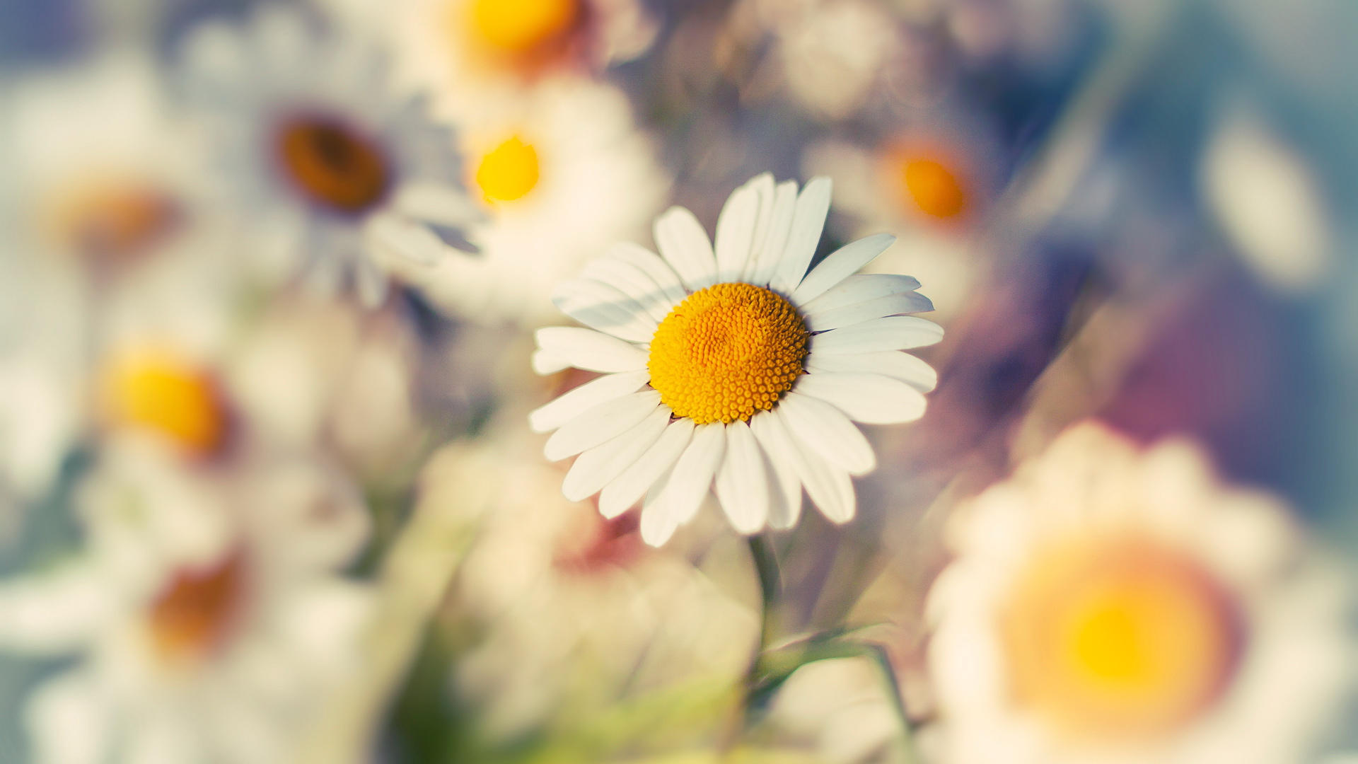 小清新,清爽,鸟语花香,儿童桌面专用